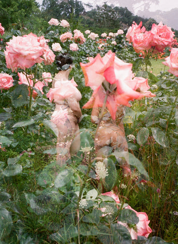 Double Exposure: Pink Roses