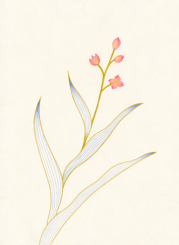 Plant Study: Iris
