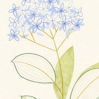 Plant Study: Hydrangea