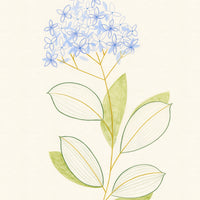 Plant Study: Hydrangea