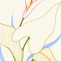 Plant Study: Calla Lily
