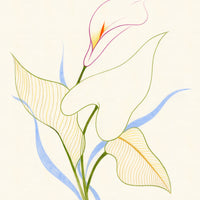 Plant Study: Calla Lily