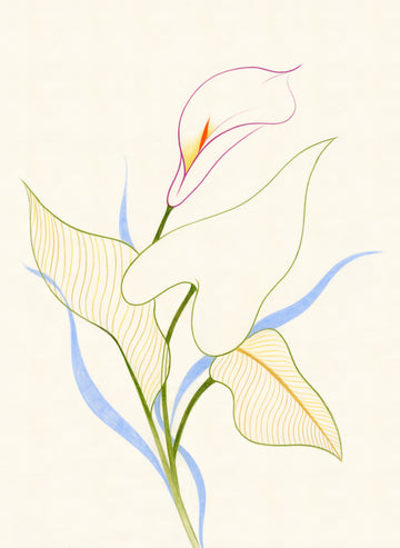 Plant Study: Calla Lily