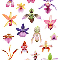 Orchids: Scattered