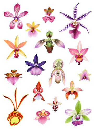Orchids: Scattered