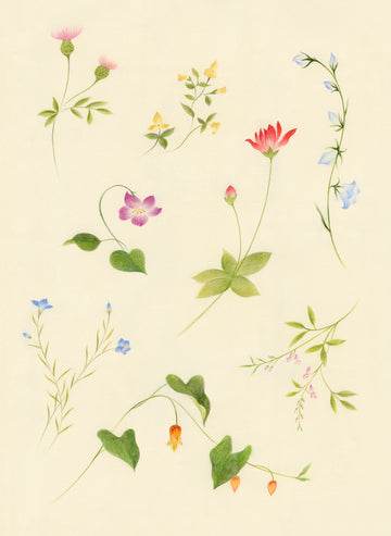 Botanical: Wildflower Collection